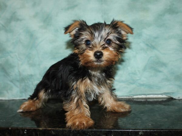 Yorkshire Terrier DOG Female BLK TAN 20091 Petland Dalton, Georgia