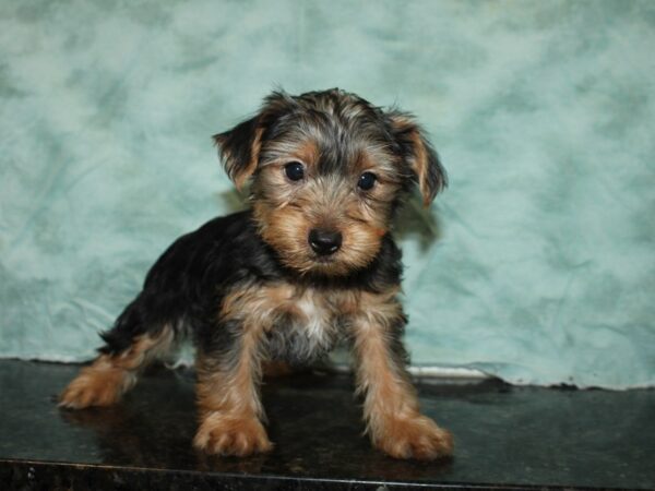 Yorkshire Terrier DOG Male BLK TAN 20093 Petland Dalton, Georgia