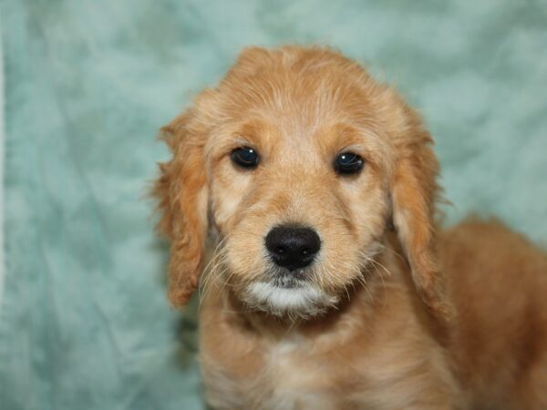 Goldendoodle Mini DOG Male Golden 20085 Petland Dalton, Georgia