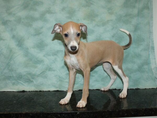 Italian Greyhound-DOG-Female-White / Blue-20083-Petland Dalton, Georgia