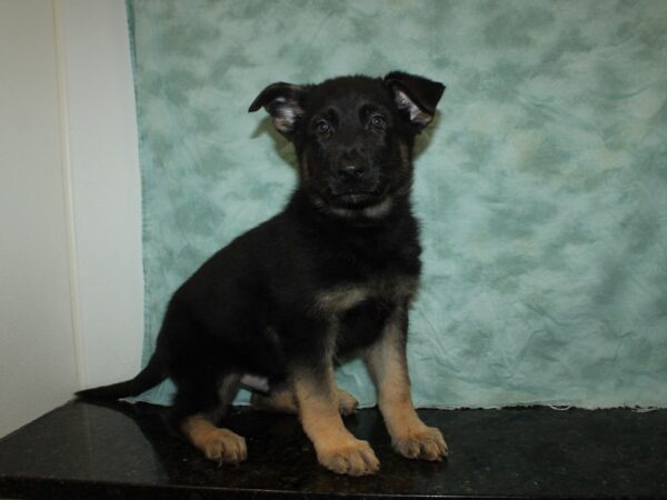 German Shepherd DOG Male Black & Tan 20087 Petland Dalton, Georgia