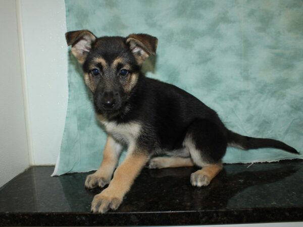 German Shepherd-DOG-Female-Black & Tan-20086-Petland Dalton, Georgia