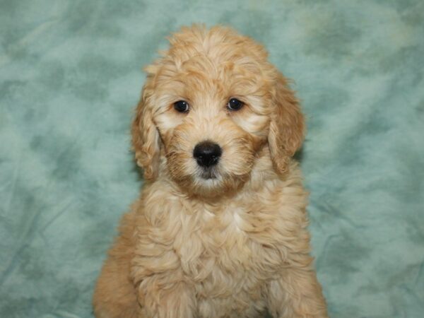 Goldendoodle DOG Female Cream 20089 Petland Dalton, Georgia