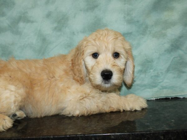 Goldendoodle DOG Male Cream 20090 Petland Dalton, Georgia