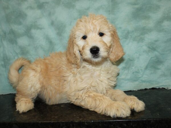 Goldendoodle DOG Female Cream 20088 Petland Dalton, Georgia