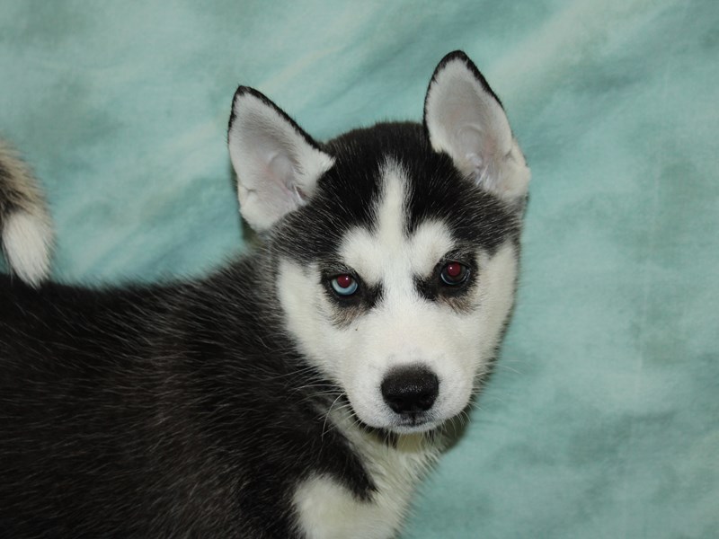 Siberian Husky Puppy Black / White ID:20084 Located at Petland