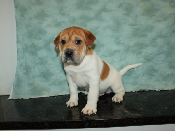 Mini Walrus-DOG-Male-Red and White-20096-Petland Dalton, Georgia