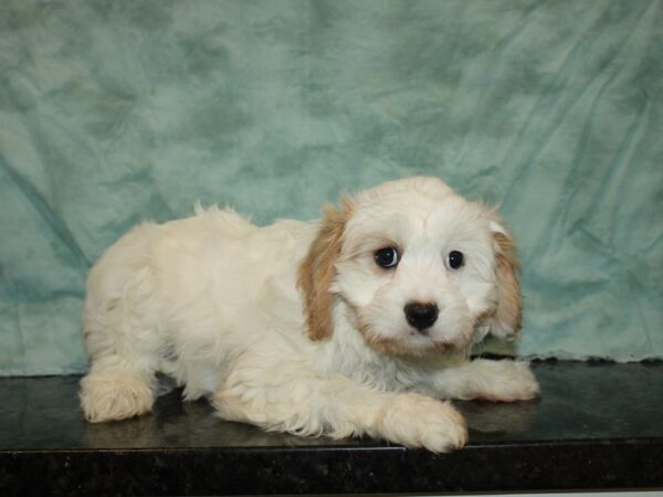 Cavachon DOG Female BLENHIEM 20103 Petland Dalton, Georgia