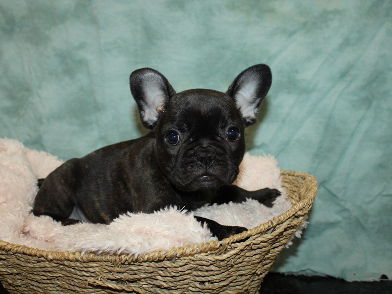 French Bulldog Puppy Black Brindle ID:9263 Located at Petland