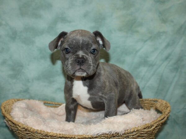 French Bulldog DOG Female 20107 Petland Dalton, Georgia