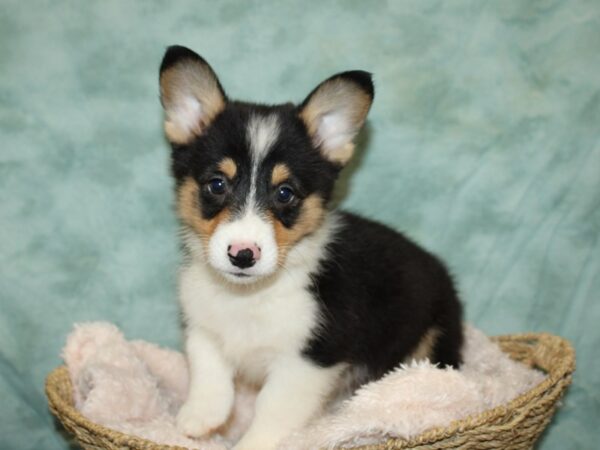 Pembroke Welsh Corgi DOG Male 20108 Petland Dalton, Georgia