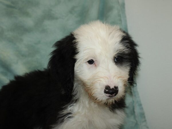 Old English Sheepdog DOG Male Black & White 20102 Petland Dalton, Georgia