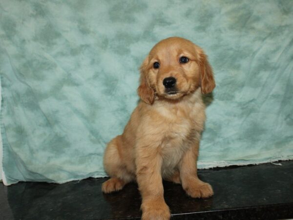 Golden Retriever DOG Female Gold 9261 Petland Dalton, Georgia