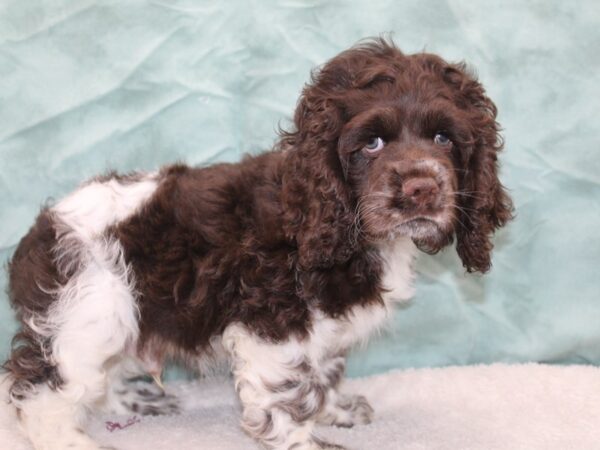 Cocker Spaniel DOG Male CHOC WH 9258 Petland Dalton, Georgia