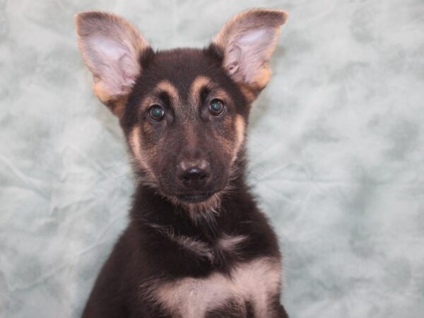 German Shepherd DOG Female Black & Tan 9255 Petland Dalton, Georgia