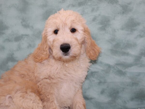 Goldendoodle DOG Male Cream 9257 Petland Dalton, Georgia