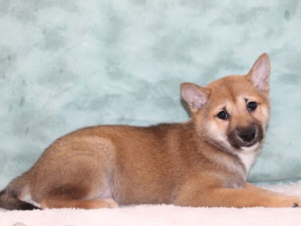 Shiba Inu DOG Male Brown 9250 Petland Dalton, Georgia