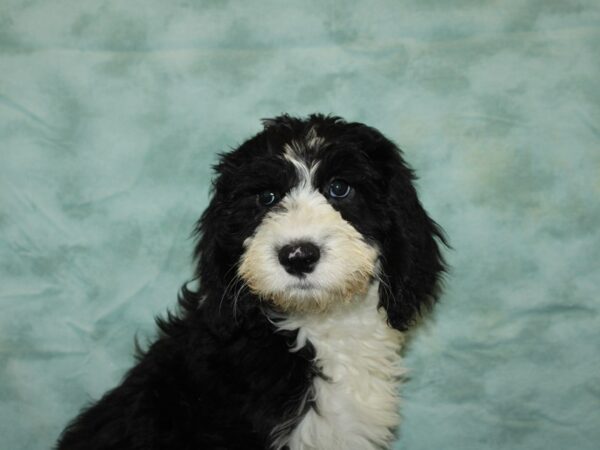 Old English Sheepdog/Poodle DOG Female Black / White 20114 Petland Dalton, Georgia