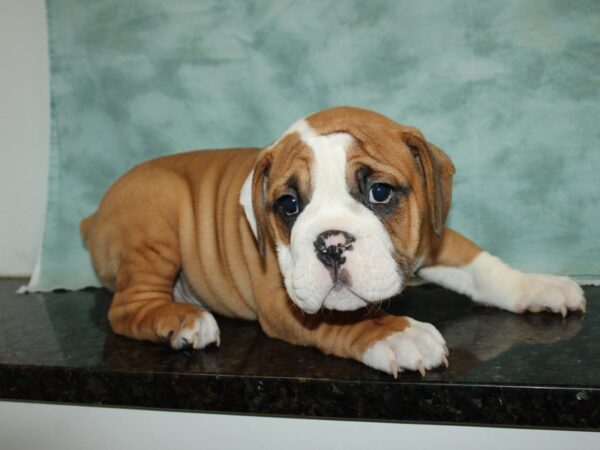 3/4 Bulldog-DOG-Male-Red / White-20113-Petland Dalton, Georgia