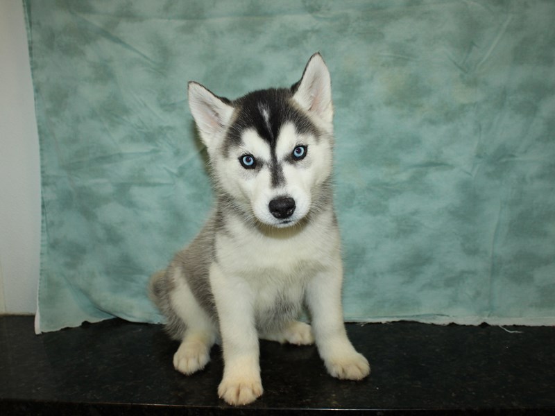 Siberian Husky Puppy Black / White ID:20112 Located at Petland