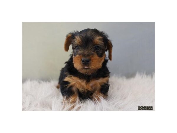 Yorkshire Terrier DOG Female Black / Tan 9273 Petland Dalton, Georgia