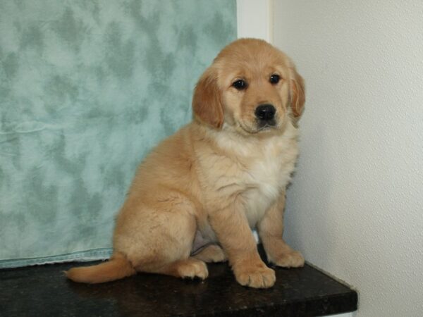 Golden Retriever DOG Female 20115 Petland Dalton, Georgia