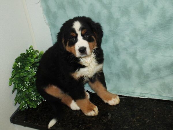 Bernese Mountain Dog DOG Female 20117 Petland Dalton, Georgia