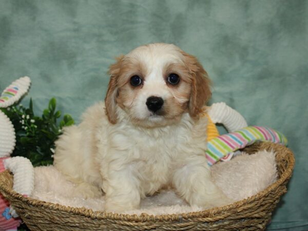 Cavachon DOG Male BLENHIEM 9268 Petland Dalton, Georgia