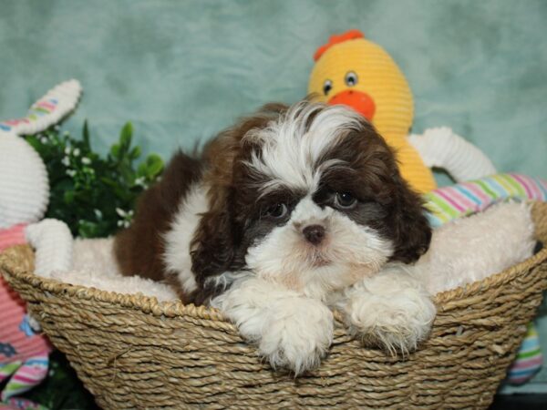 Shih Tzu DOG Female CHOC WH 9265 Petland Dalton, Georgia