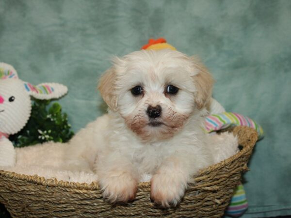 Daisy Dog-DOG-Male-WH-9266-Petland Dalton, Georgia