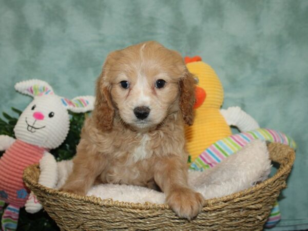 F1 Cava Poo-DOG-Male-RED-9264-Petland Dalton, Georgia