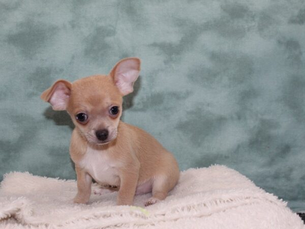 Chihuahua DOG Male Blue Fawn 9272 Petland Dalton, Georgia