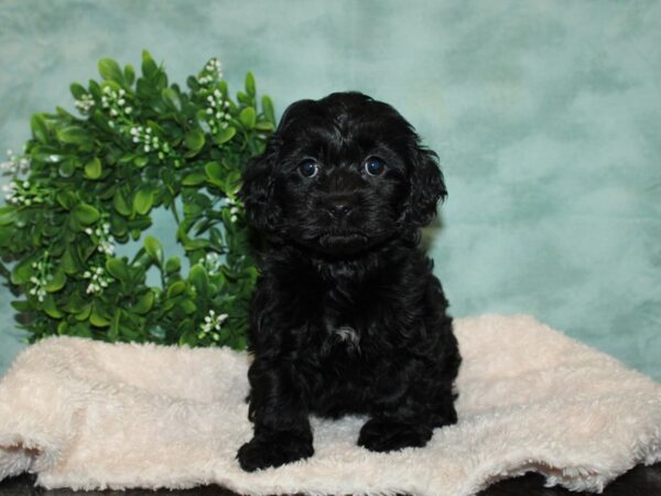 Cockapoo DOG Female black 20137 Petland Dalton, Georgia