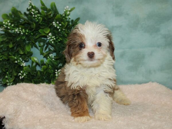 Aussiedoodle DOG Female merle 20127 Petland Dalton, Georgia