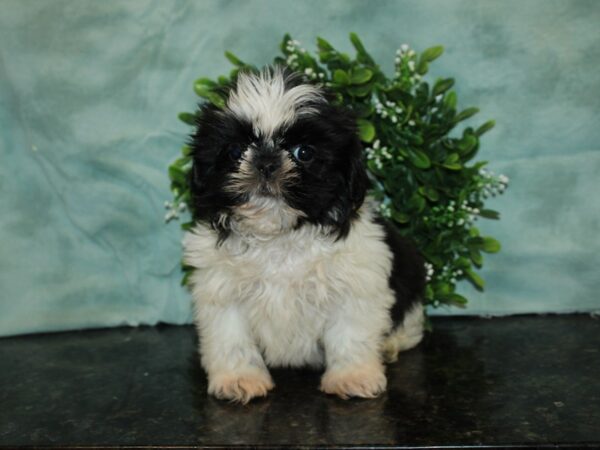 Shih Tzu DOG Male blk & wh 20134 Petland Dalton, Georgia