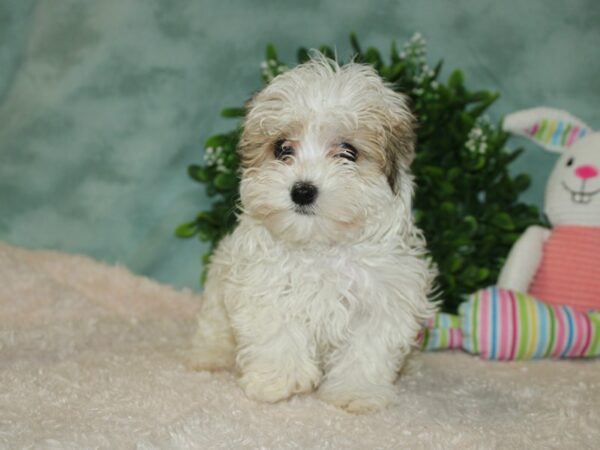 Havanese DOG Female Brown / White 20119 Petland Dalton, Georgia