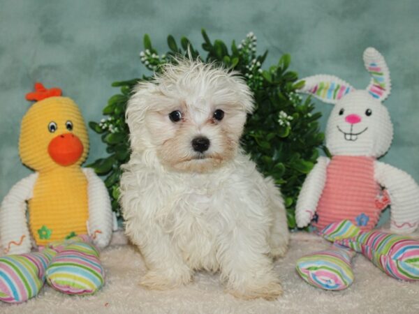 Maltese DOG Male White 20121 Petland Dalton, Georgia