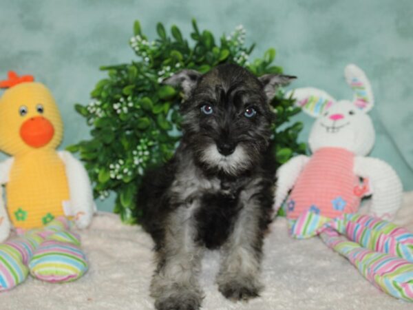 Miniature Schnauzer DOG Female Salt / Pepper 20122 Petland Dalton, Georgia