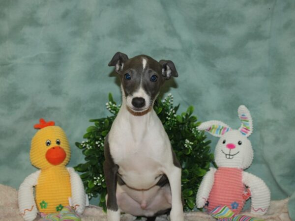 Italian Greyhound DOG Male Blue 20120 Petland Dalton, Georgia