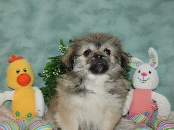 Pekingese DOG Male Sable 20123 Petland Dalton, Georgia