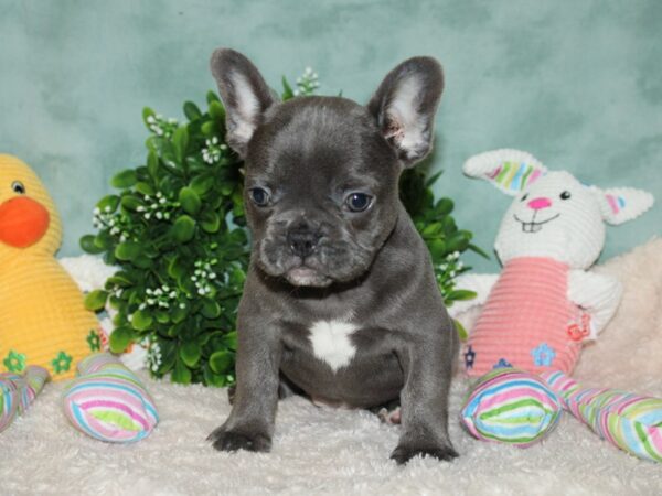 French Bulldog DOG Male blue 20132 Petland Dalton, Georgia