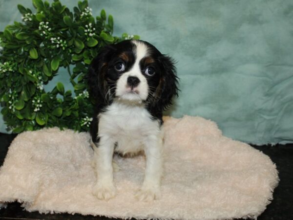 Cavalier King Charles Spaniel DOG Female Tri 20125 Petland Dalton, Georgia