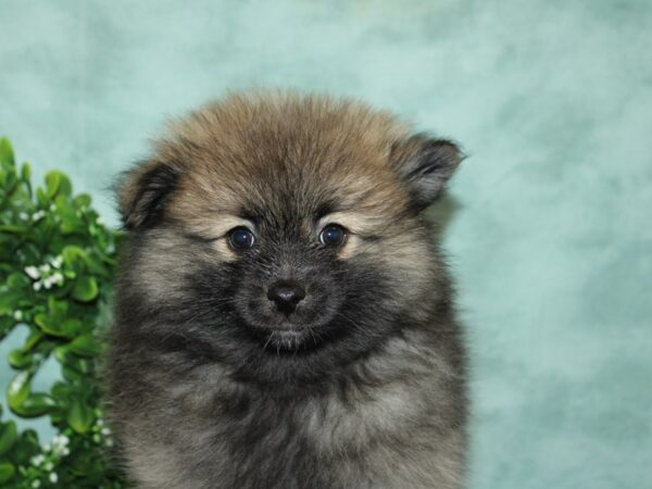 Pomeranian DOG Female Wolf Sable 20150 Petland Dalton, Georgia