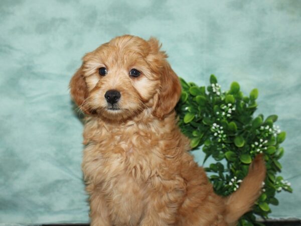 F1 B Mini Goldendoodle-DOG-Male-Red-20148-Petland Dalton, Georgia