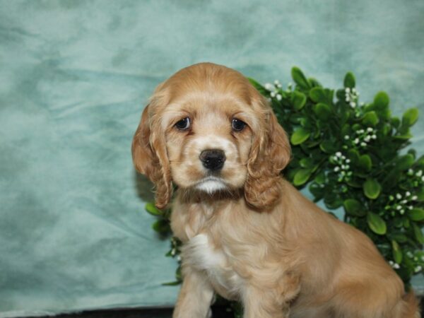 Cocker Spaniel DOG Female Buff 20147 Petland Dalton, Georgia