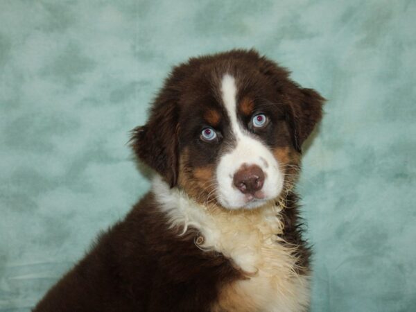 Australian Shepherd-DOG-Male-Red Merle-9285-Petland Dalton, Georgia