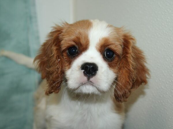 Cavalier King Charles Spaniel DOG Female Blenheim 20138 Petland Dalton, Georgia