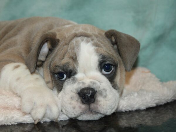 English Bulldog DOG Male BLUE WH 20146 Petland Dalton, Georgia