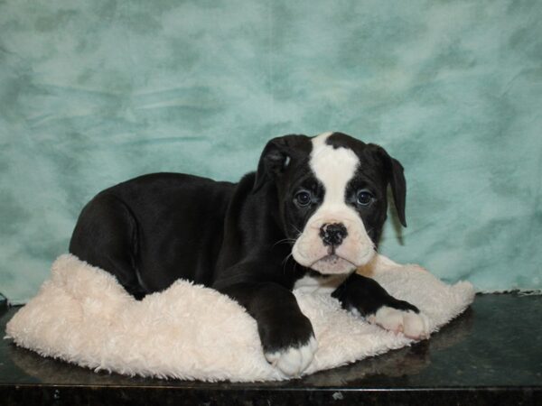 Olde English Bulldogge DOG Female BLK WHITE 20145 Petland Dalton, Georgia