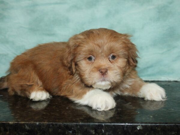 Lhasa Apso-DOG-Male-BRN WH-9284-Petland Dalton, Georgia